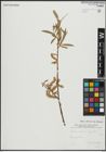 Foto von Salix alba subsp. alba L.